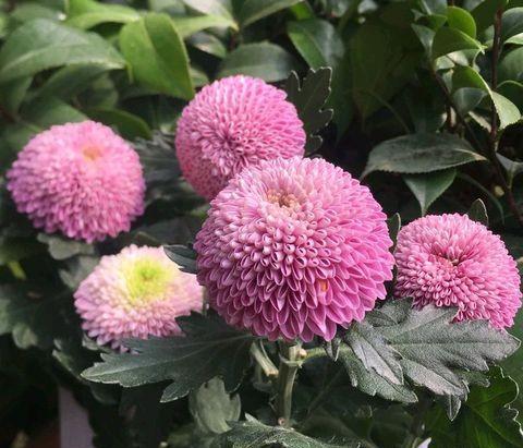 菊花的养殖方法和注意事项（牢记3点植株丰满侧芽多）