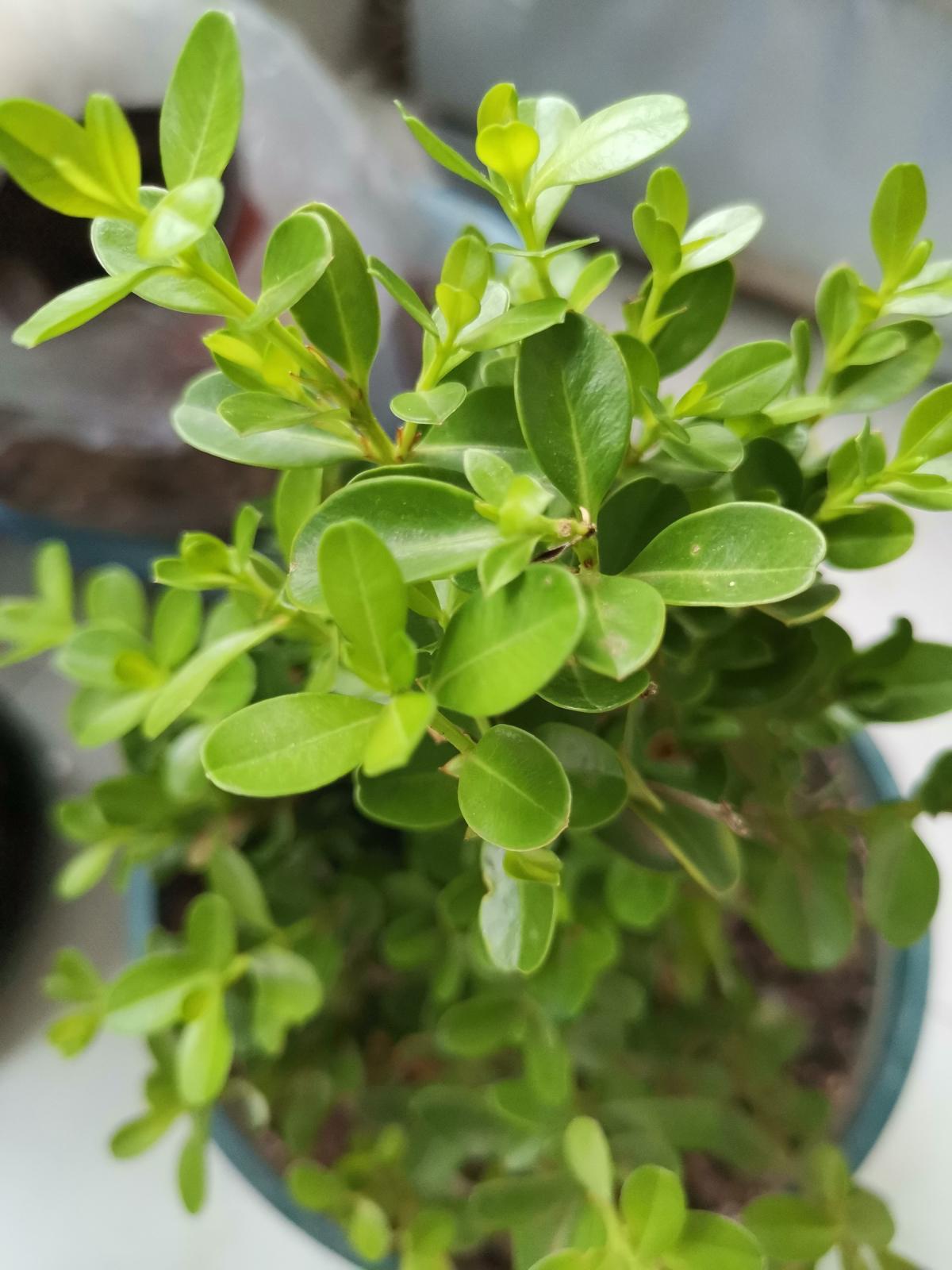 6种植物自带香气,家里种上一盆,简直就是“活香水”