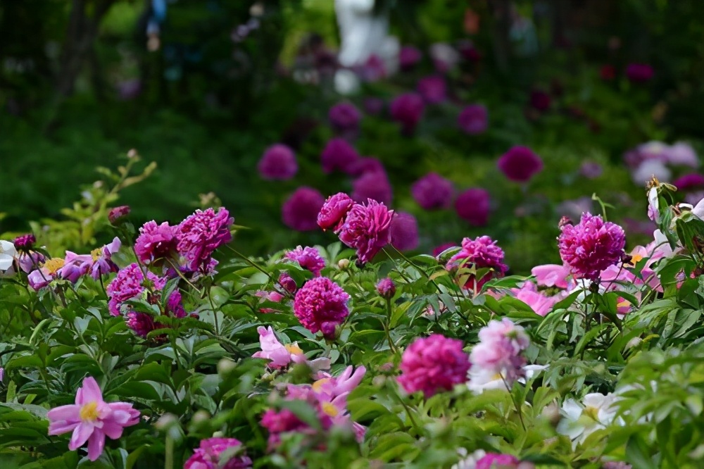 宿根花卉有哪些（浅谈6种宿根花卉好看好养）