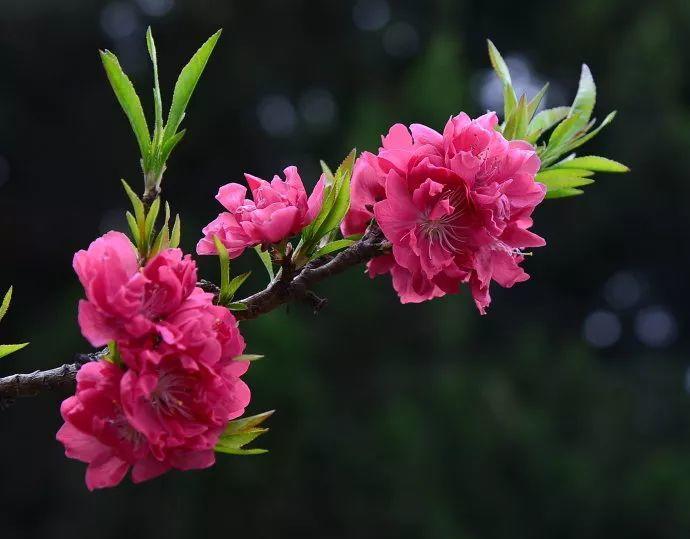 春天常见的40种花春天都有哪些花常见的花