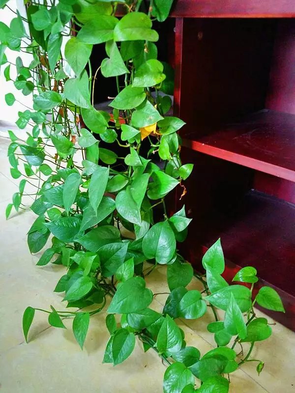 20种“懒人”花草，阳台客厅必备，好养好看，还能净化空气