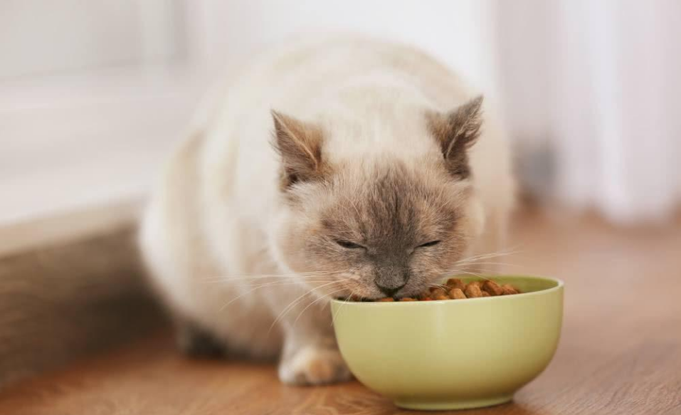 贫民女孩养猫｜月均300元养好一只猫