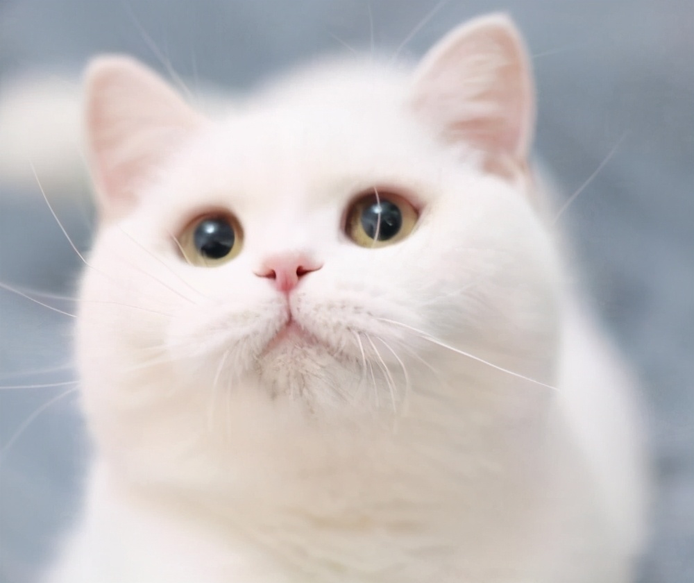 英国短毛猫常见的7种毛色,你家养的是哪种?