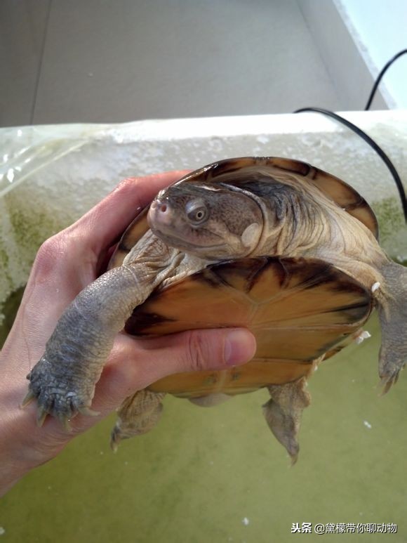 东非,西非都有韧带,可以闭壳,并非奸商所说,西非不能闭壳,东非能够