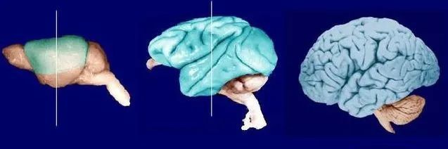 硬核科普：为什么只有人类进化出高度发达的大脑？