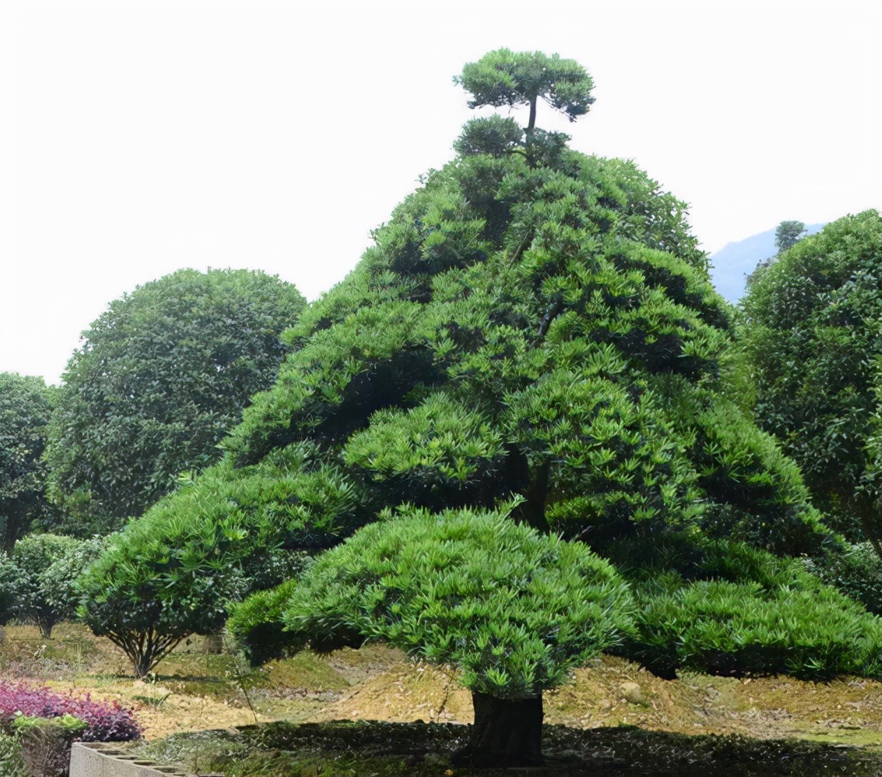 古松树图片大全集图片