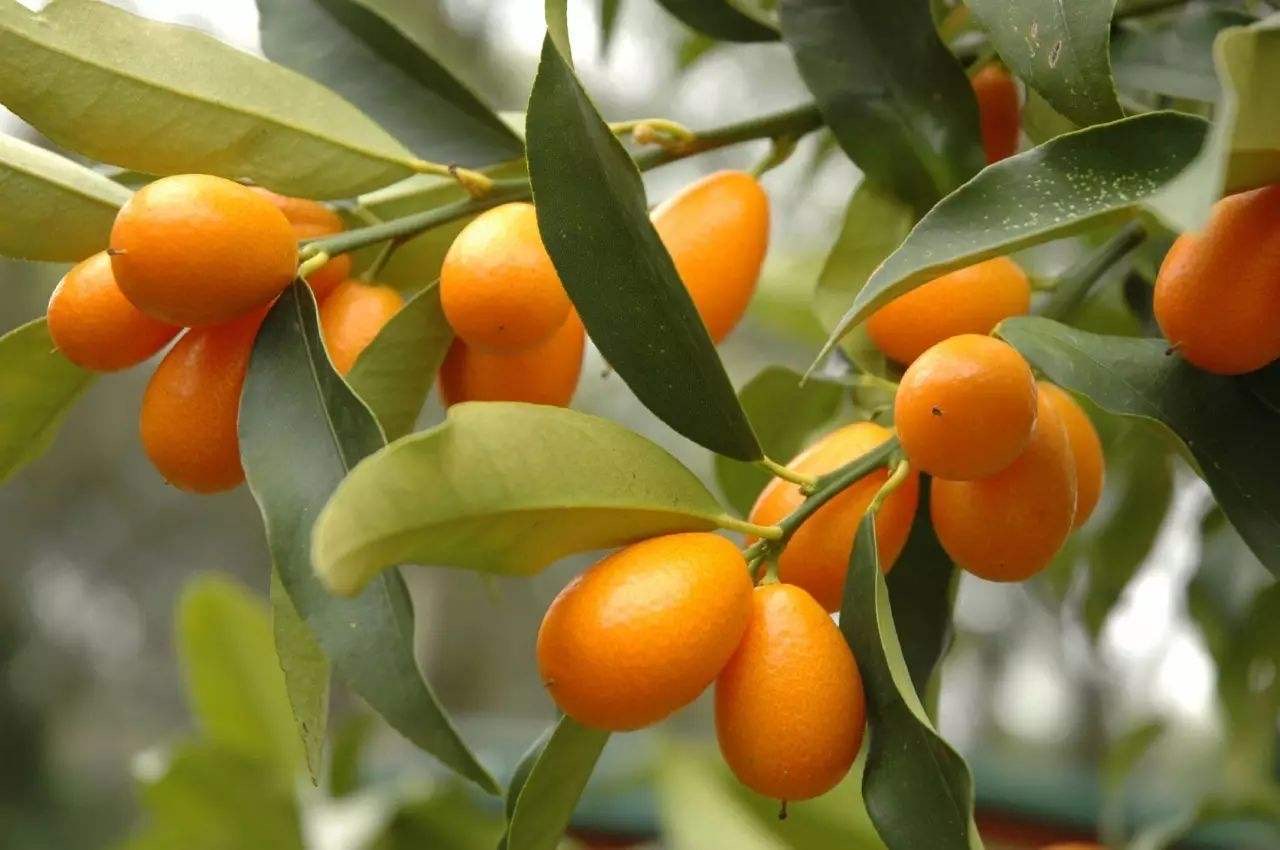 阳台种一盆金橘，3个养护技巧，果实多味道好，能观赏又喜庆
