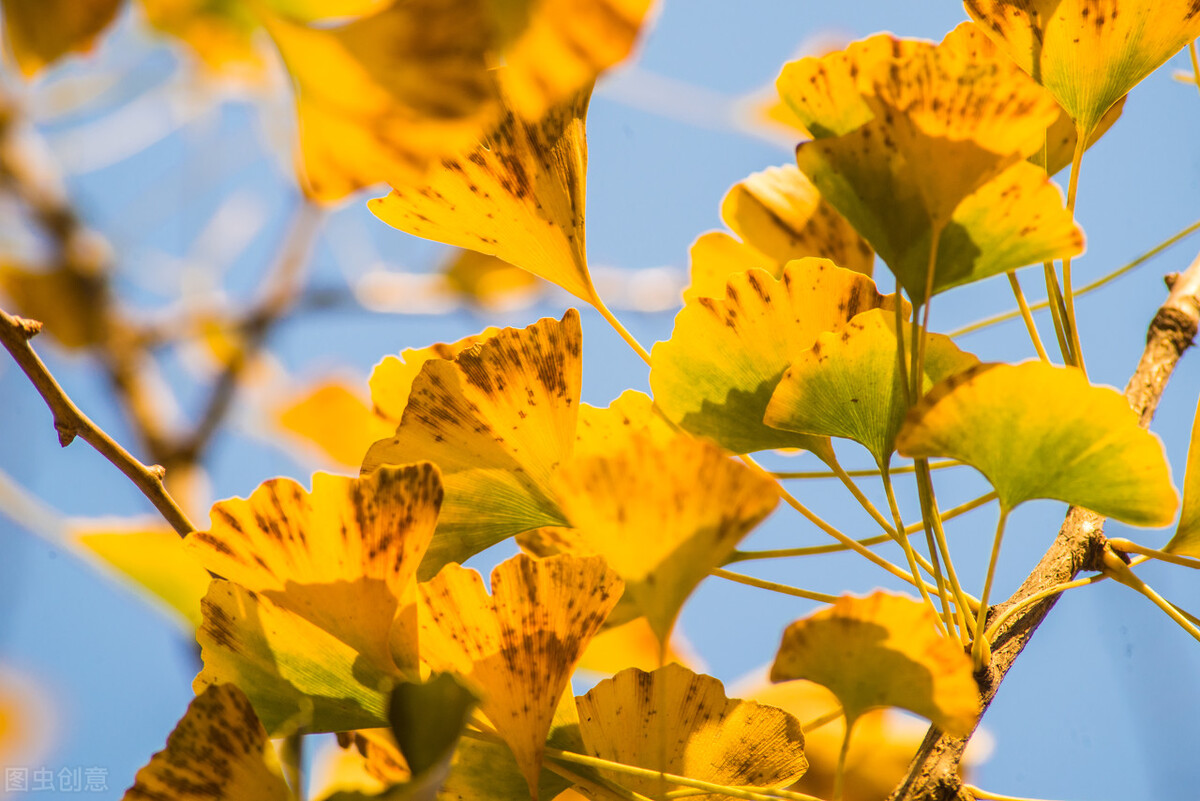 关于“银杏”的诗词，你知道吗？