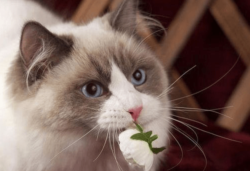 猫咪体内驱虫药什么牌子的好（养宠经验猫咪驱虫药推荐）
