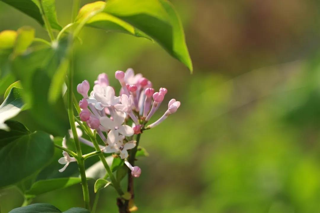 什么花春天开（盘点15种开在春天的绝美花）