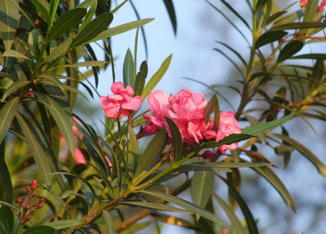 明明夹竹桃全株有毒,为何在城市随处可见?不怕毒到人吗?