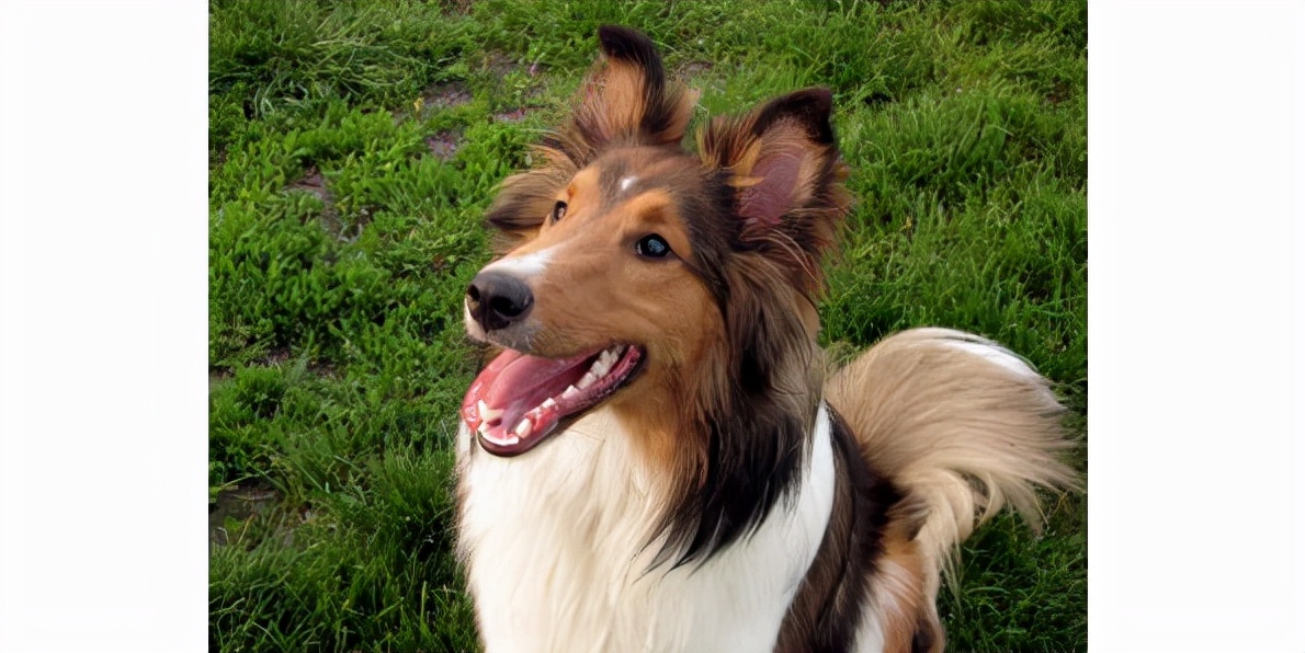 世界上最聪明的10大犬种(世界上最聪明的10大犬种)