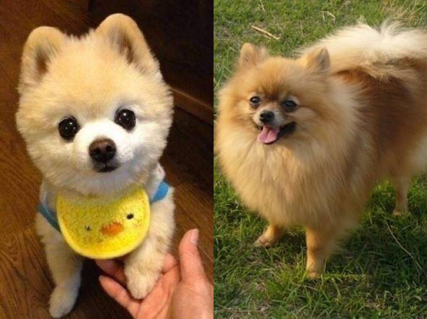 “俊介”博美犬怎么样?