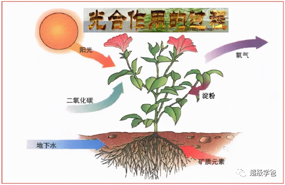 两大震惊世界的消息：人工合成淀粉，孟晚舟归国