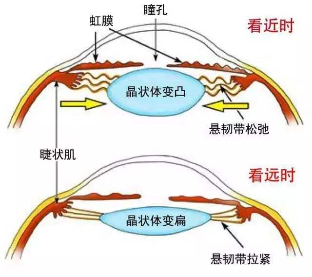 老花眼是如何配镜的，家有老人的你们都了解吗？