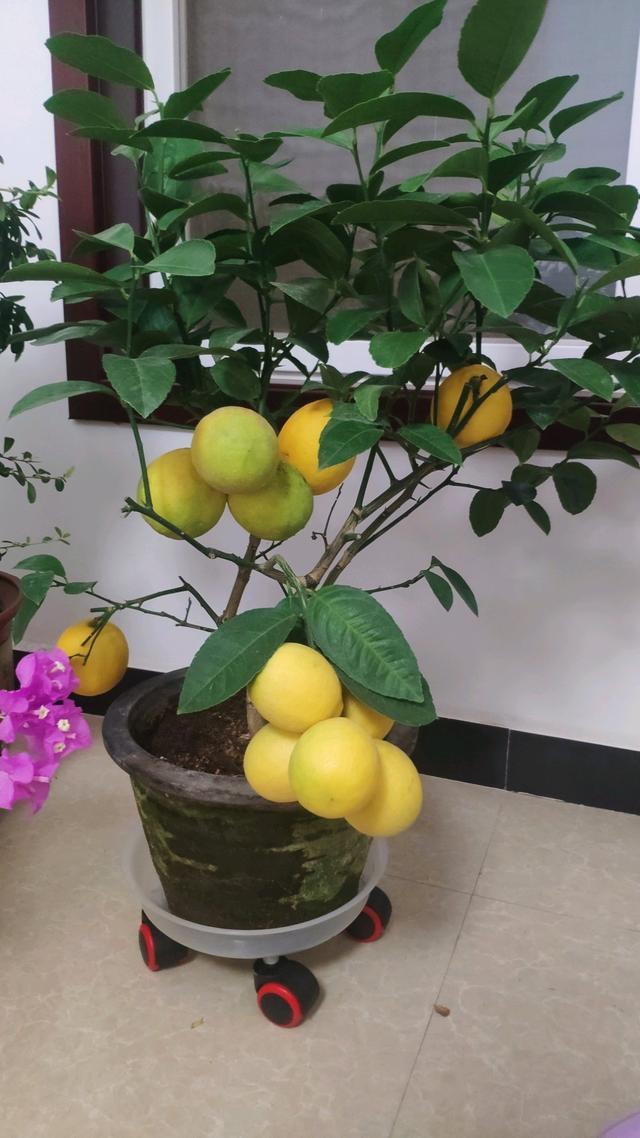 能“养人”的10种花，有的能吸废气、有的可以食用，种了不后悔