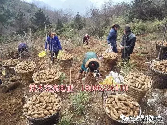 种植仿野生天麻为什么收益那么高?