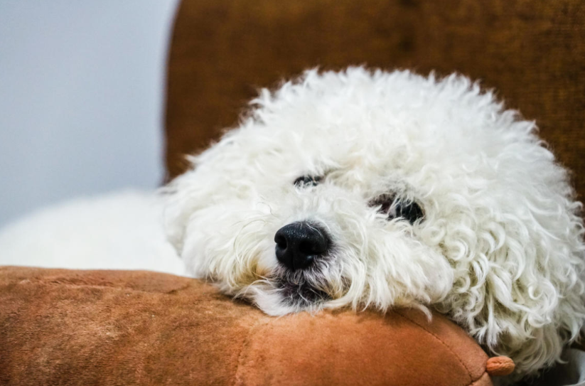 养一只比熊犬，它会感到孤独吗？