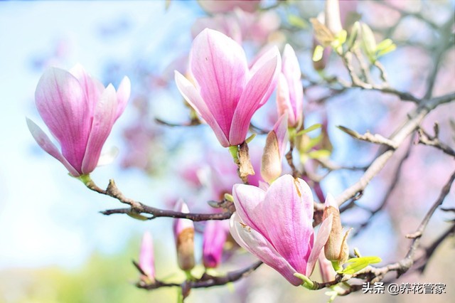 玉兰花的样子和特点（盘点玉兰花常见的15个品种）