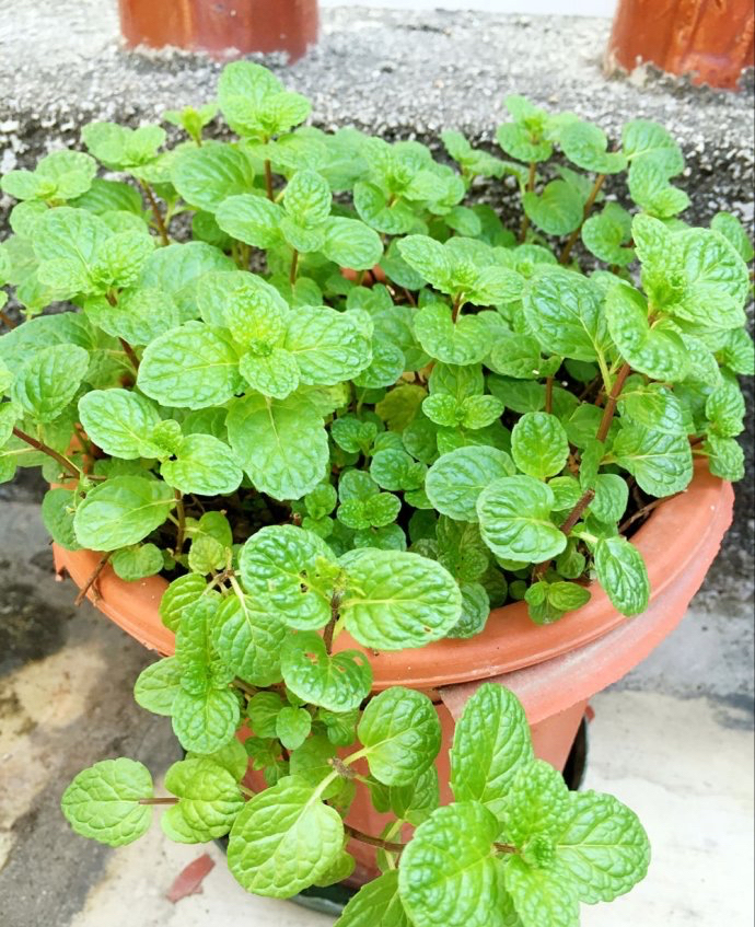 5种“香香花”摆在卫生间，臭味通通跑光，跟喷了香水儿似得