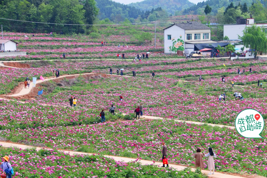 30000亩芍药花开!成都出发1.5h,免费赏花、徒步、游山…绝了