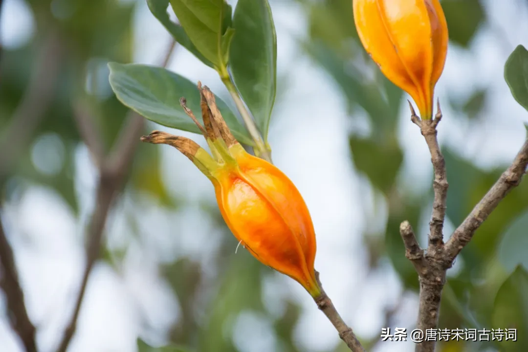 蜀国花已尽，越桃今已开