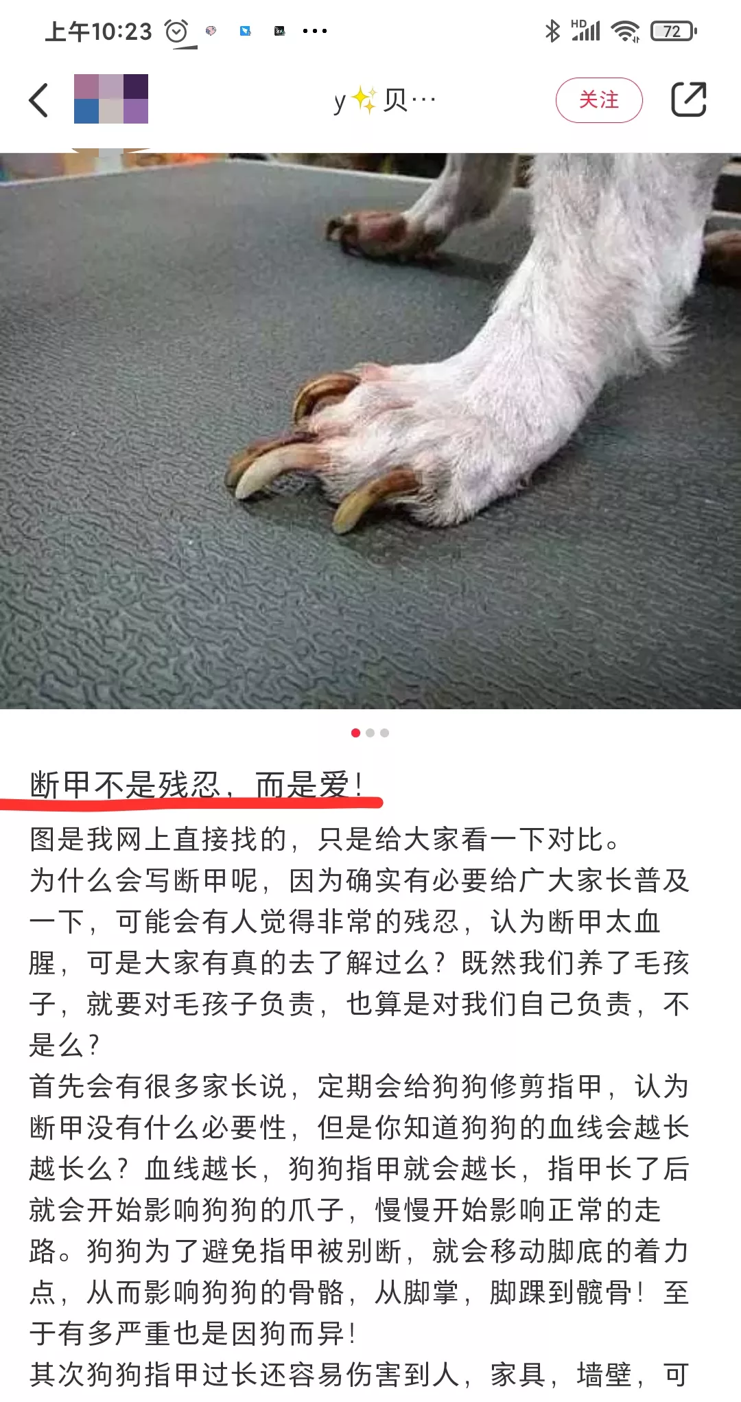 揭秘宠物手术:剪耳、断尾、声带切除,这些真的是为了它们好吗?