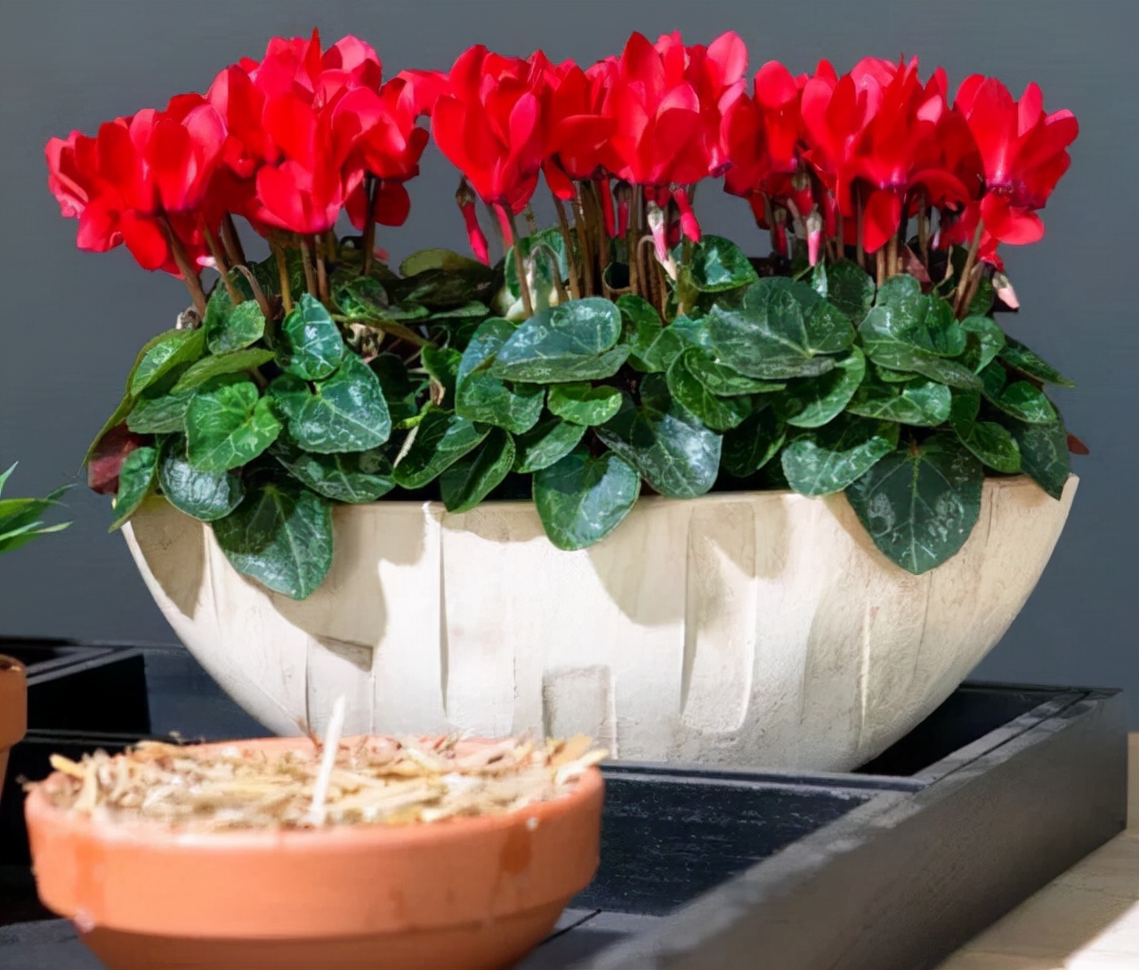 10大“吉祥花”适合养客厅，格调高，株型美，旺财又护家