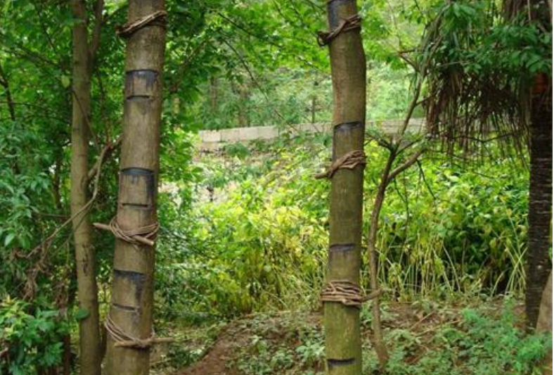 认识植物界的“六大毒树”，看到“绕道走”，涨姿势不吃亏