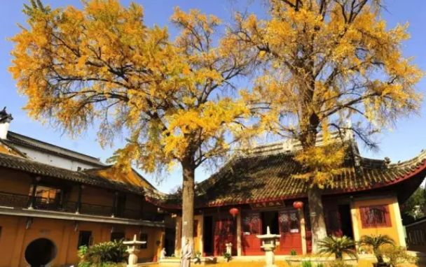 苏州大学银杏季，预约参观开始啦！开放14天，共10800个名额