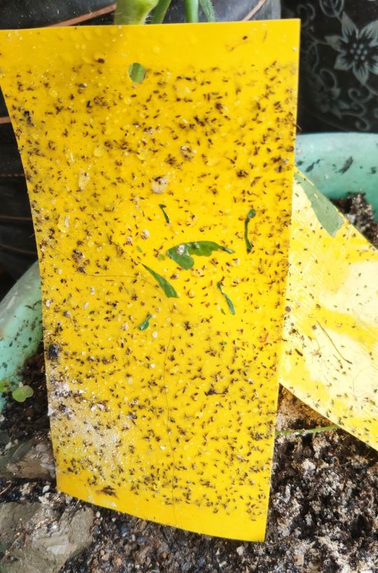 春天花盆里“小黑飞”肆虐，花匠小美推荐6种可行的简易灭虫方法