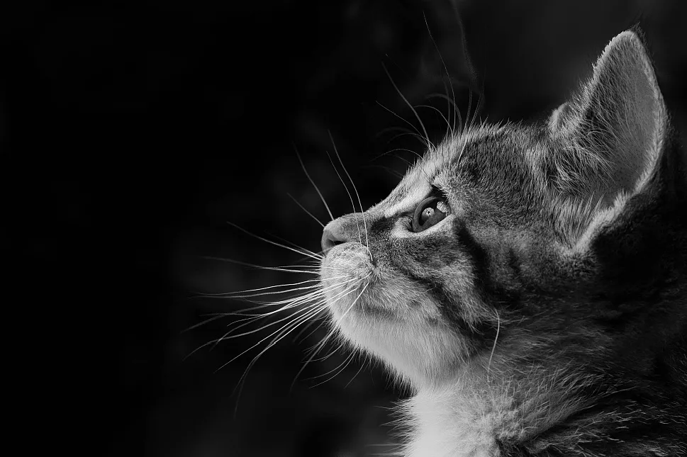猫传腹是怎么引起的？铲屎官必知的病因解析