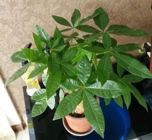 养杜鹃花关键在浇水上，学一招，省事还不用担心烂根！