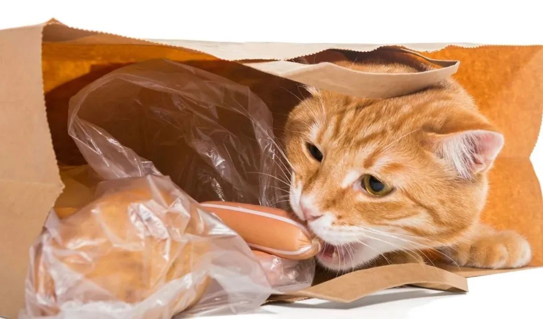 猫猫对塑料袋情有独钟？原来是这样