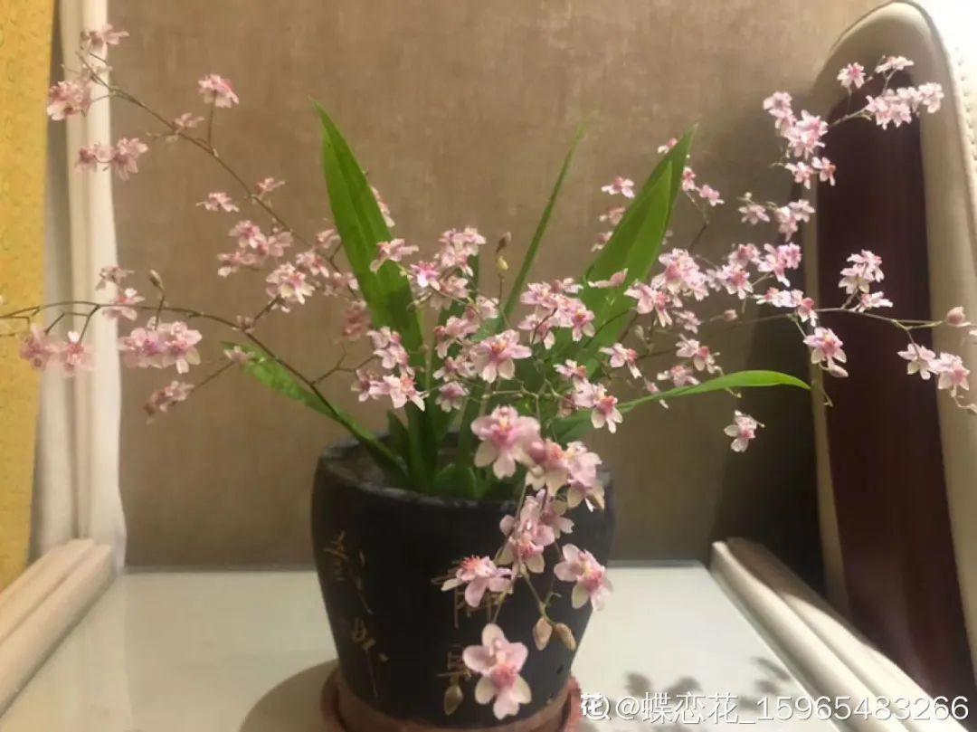 屋里养盆“香水花”，活脱脱的“活香水”，满屋香味还特别耐寒