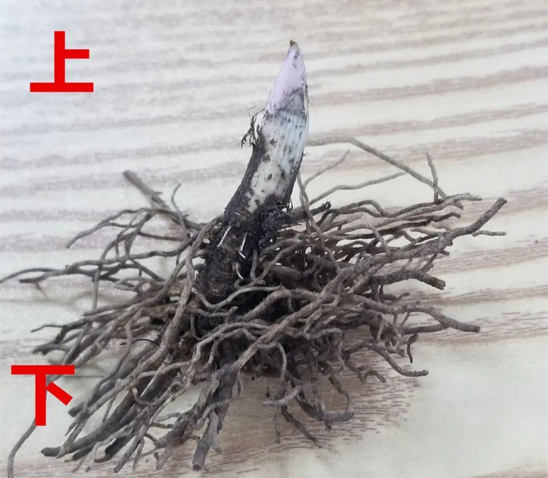 鈴蘭花圖片,鈴蘭花圖片 唯美