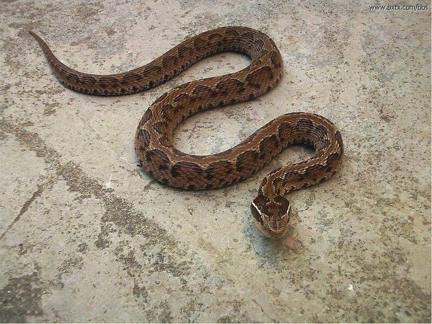 红脖鸟多少钱有毒蛇百科