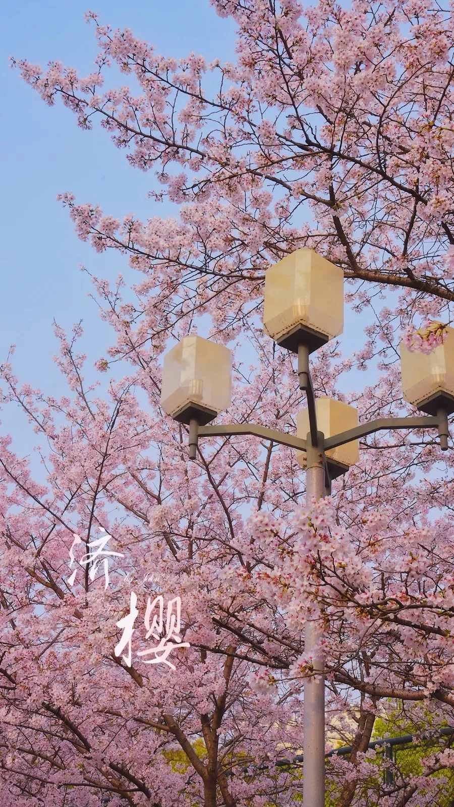 中国这10所大学壁纸第二期！厦门大学、中山大学等在列