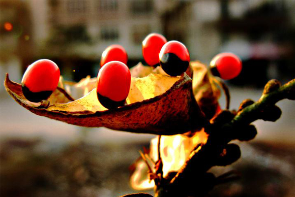 王维写诗怀念友人，结果被后人理解偏了，成了诉说男女相思的名篇