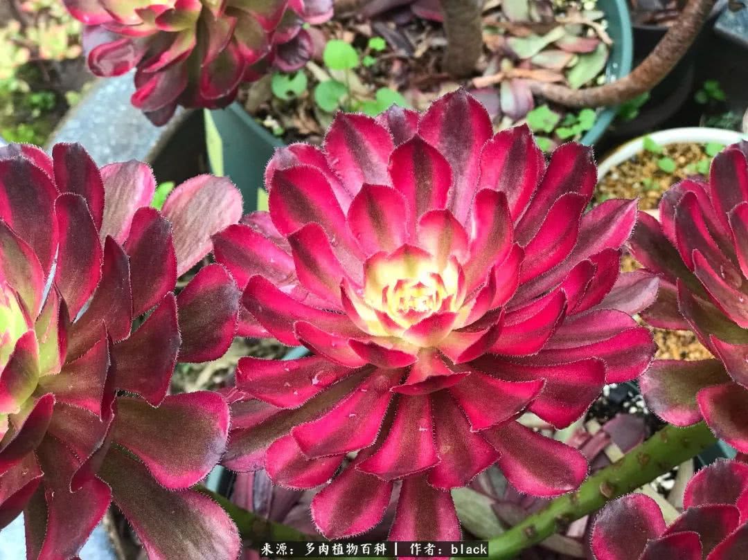 红覆轮棚里小片法师院子里的法师喜欢的法师品种:紫羊绒孔雀香炉盘