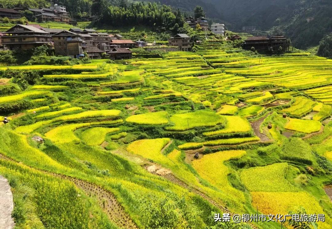 满山金色稻浪,为你换一屏秋色