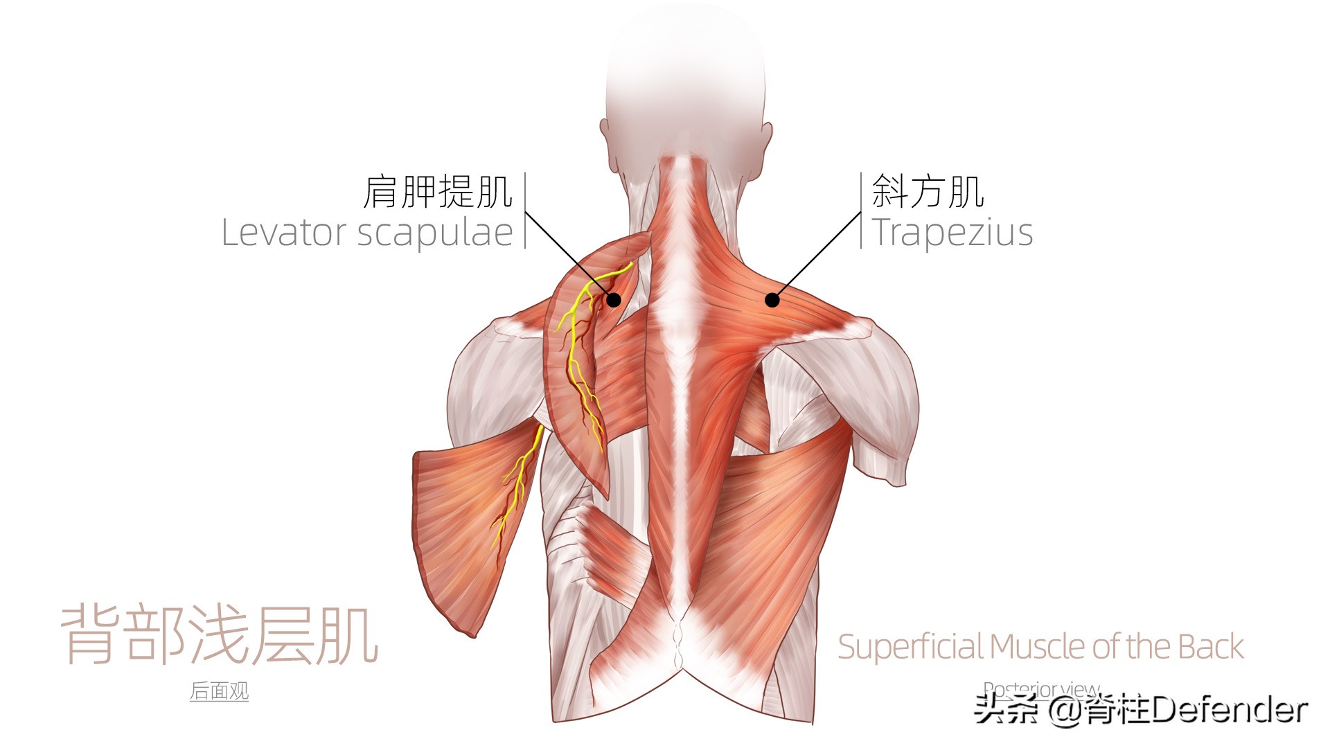 高低肩，怎样科学矫正？