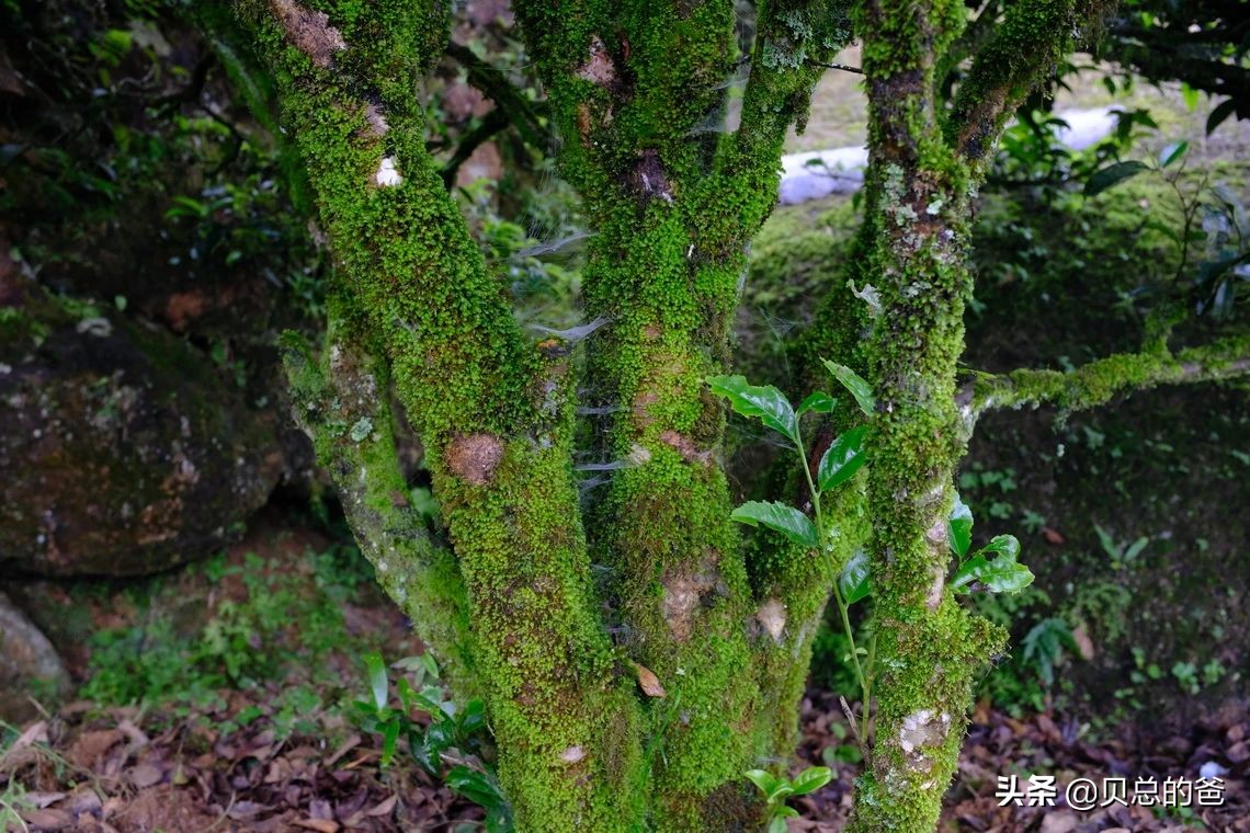 凤凰单丛与武夷岩茶的区别：单丛喝树龄，岩茶喝山场