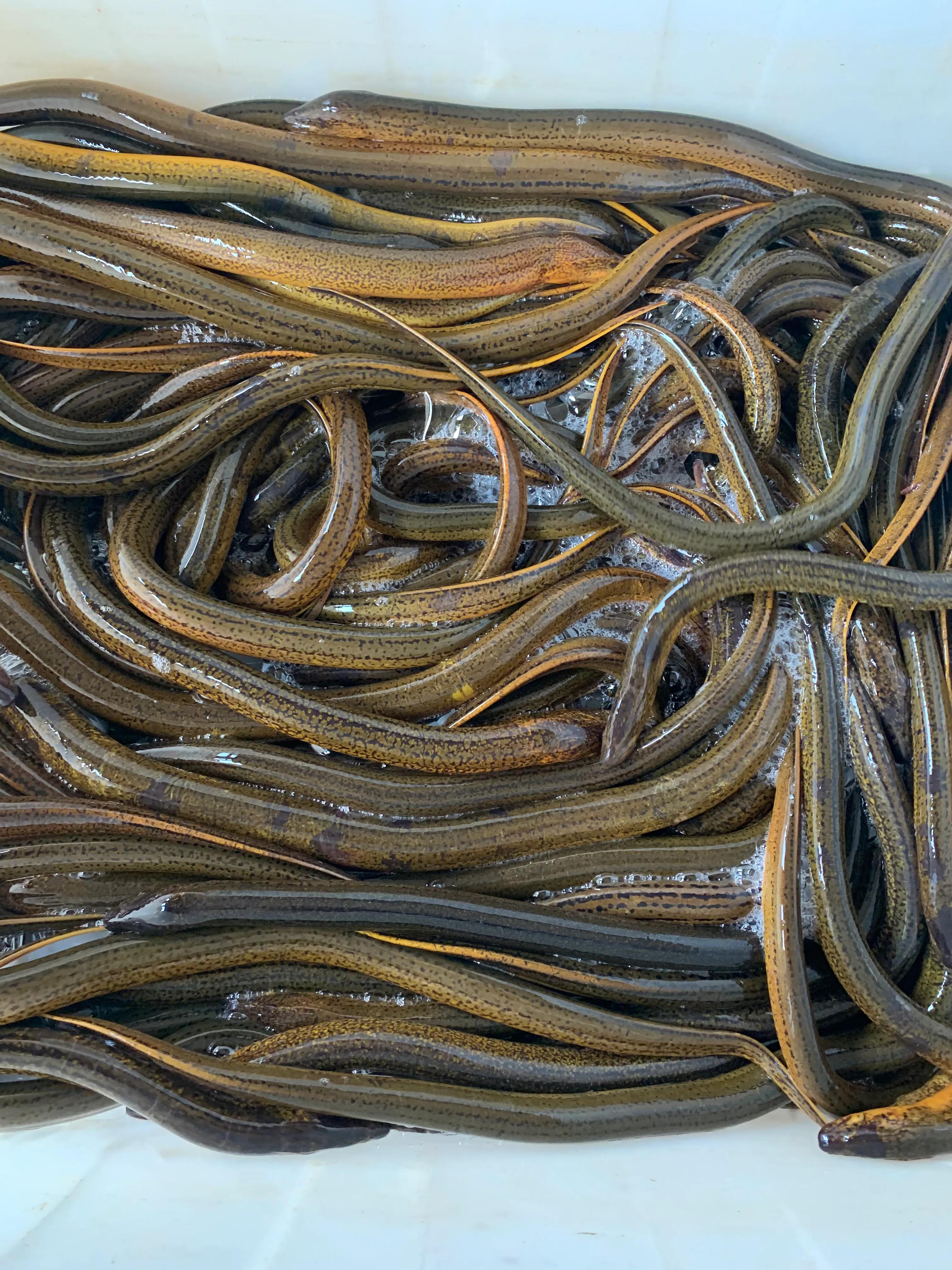 稻田里的小黄鳝怎么养忌讳什么「图文」 -骁龙网