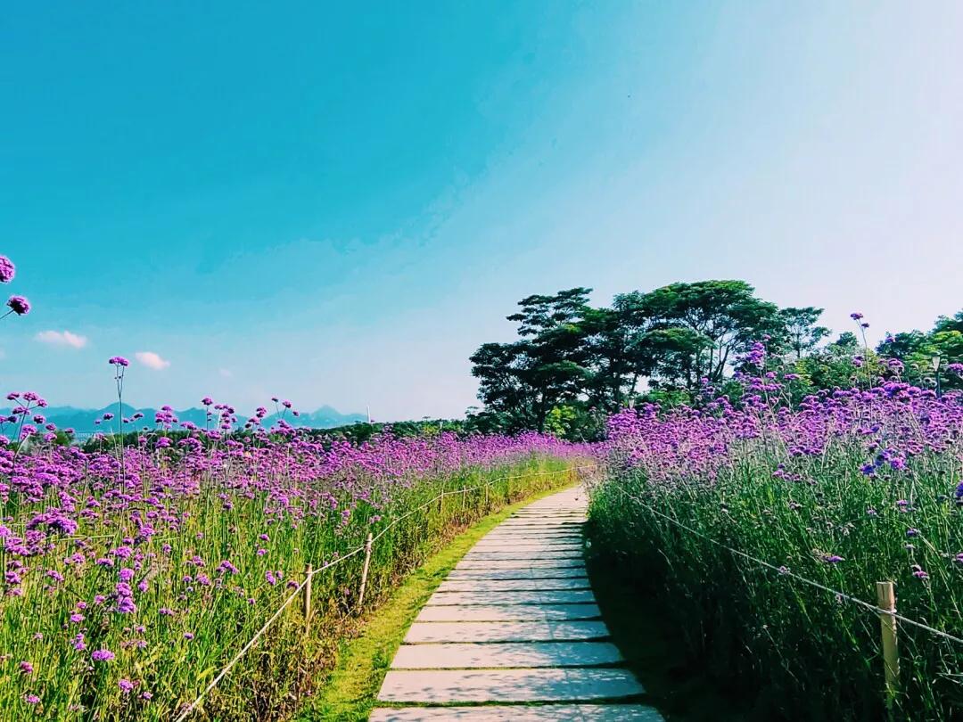 深圳10个免费特色花海公园，人少景美地铁直达，知道的人不多