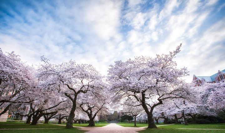求问美国华盛顿大学university of washington到底怎么样？