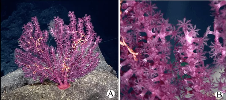 你对海洋了解吗？不要错过这个生物多样性环保创意大赛！