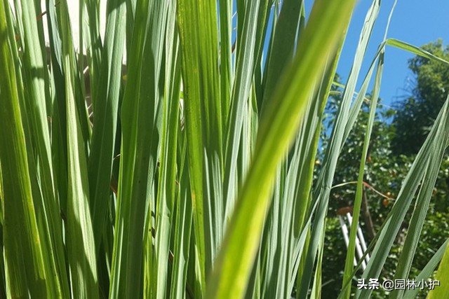 雏菊的花语和寓意（盘点代表暗恋花语的10种花卉）