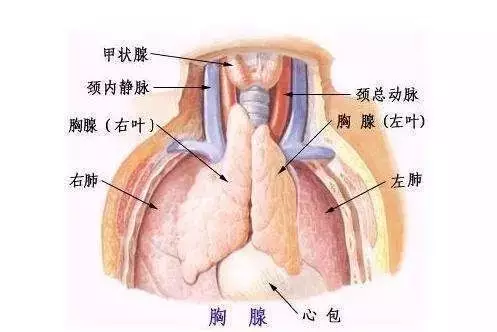 胸腺肽、胸腺五肽、胸腺法新之间的区别！
