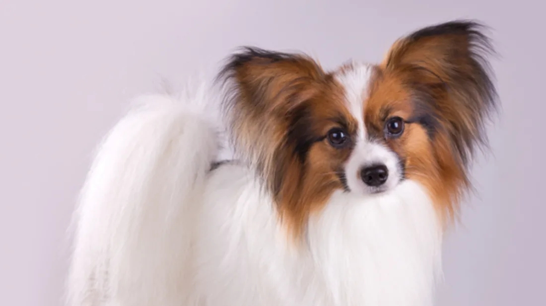 排行榜：9种最聪明的小型犬，你家狗狗在不在其中？